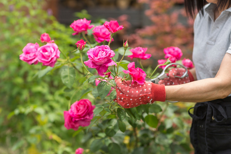 A woman tending to a rose bush with pink roses.