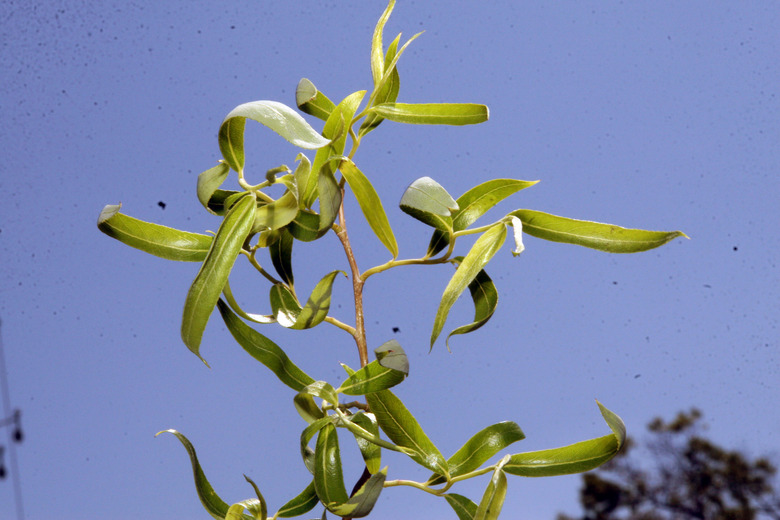 An upshot of a branch from a corkscrew willow (Salix babylonica var. pekinensis 'Tortuosa').