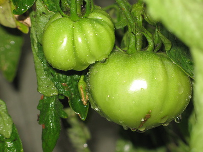 Tomato Varieties List