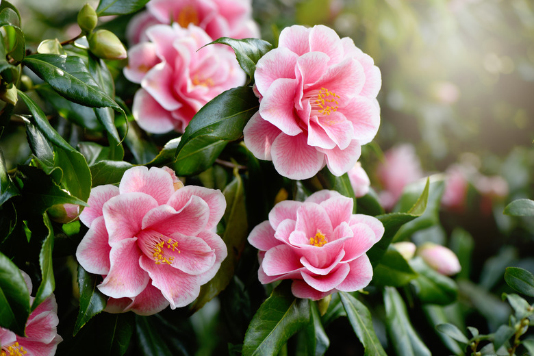 A close-up image of glorious pink 'Yours Truly' Japanese camellia (Camellia japonica 'Yours Truly') flowers