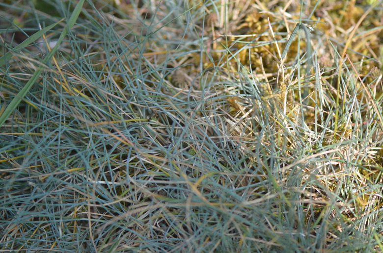 A close-up of some hard fescue (Festuca longifolia subsp. pseudocostei).