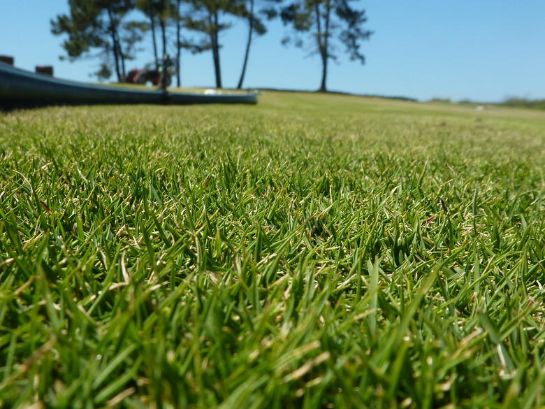 A ground-shot of a field of zoysia grass (Zoysia matrella var. matrella), with some tall trees in the background.