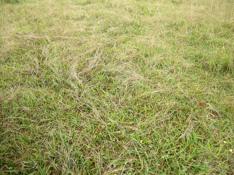 A field of carpetgrass (Axonopus fissifolius).