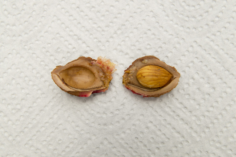 An opened peach pit with the seed visible, laid out on a paper towel.