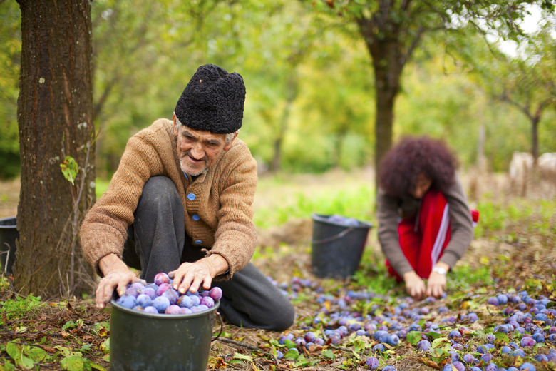 Senior farmer and his daughter picking plums