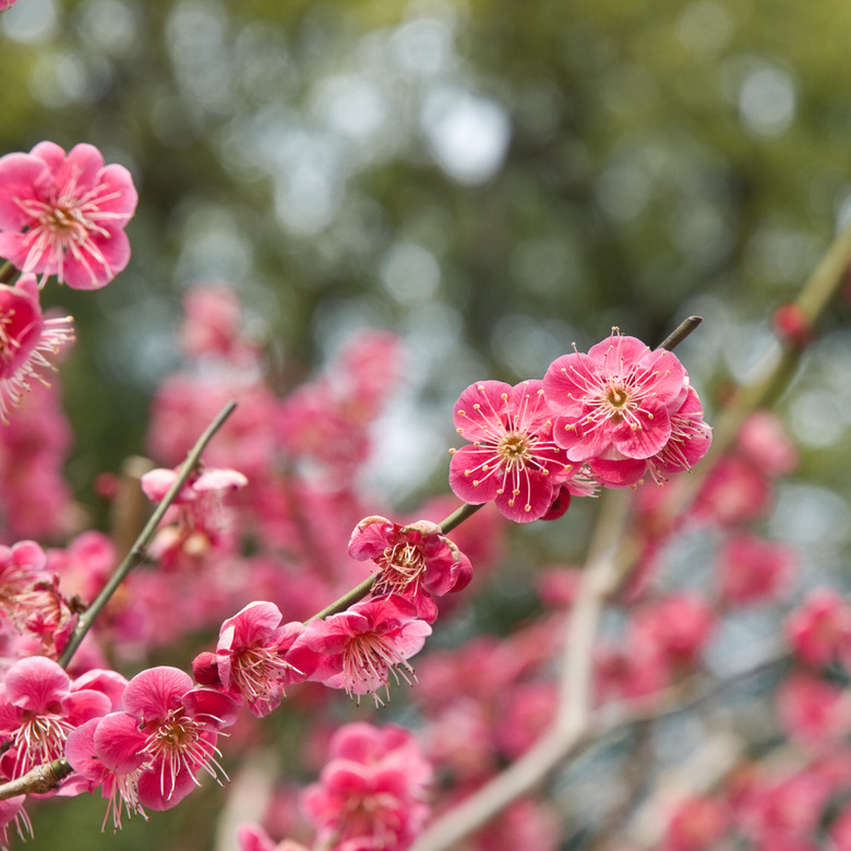 Kyoto plum blossoms