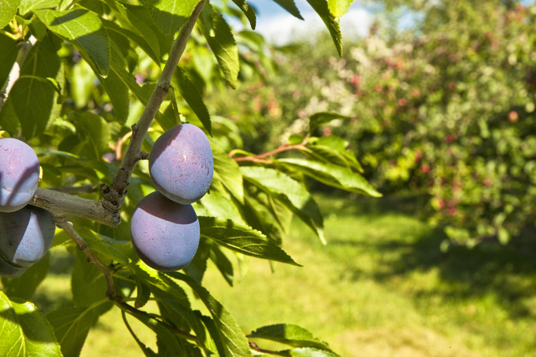 Orchard Plums