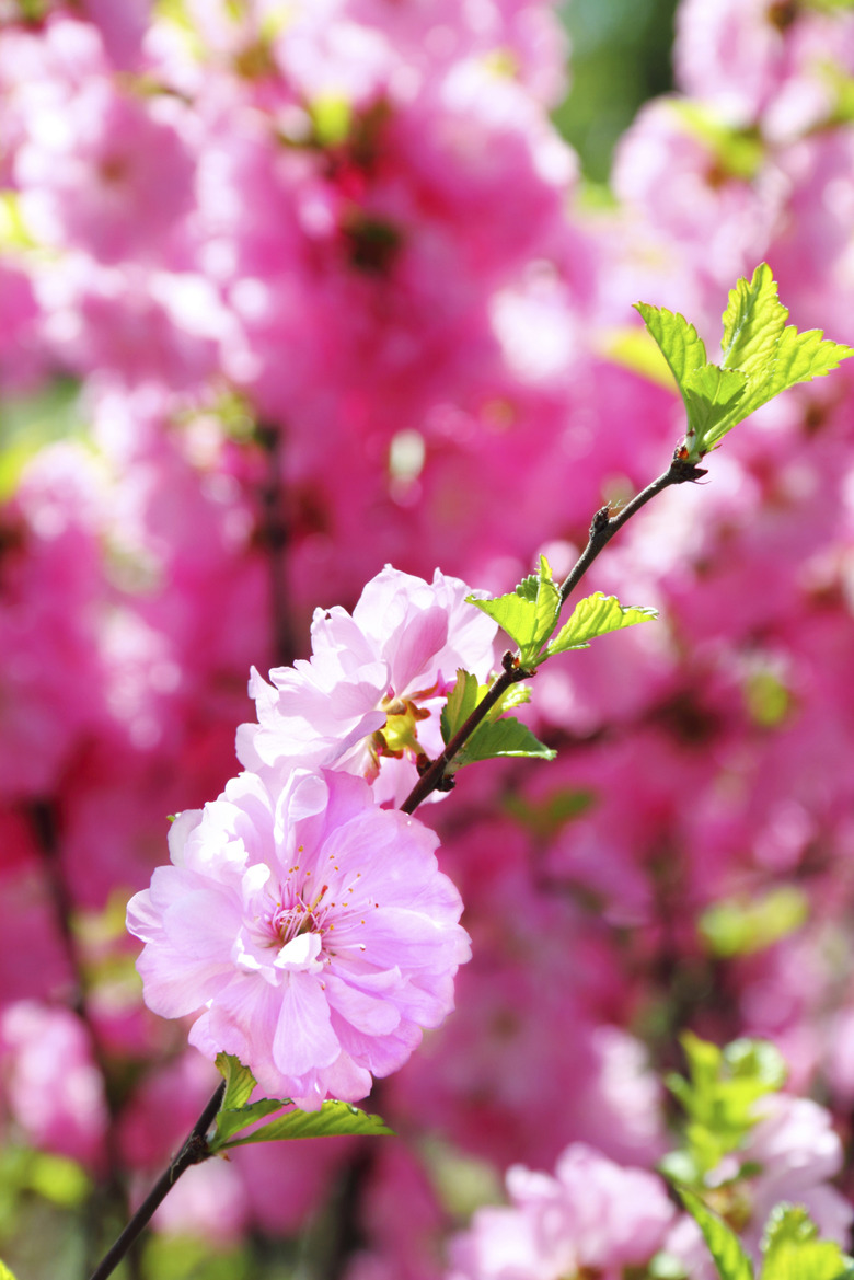 Blooming branch of Prunus Triloba