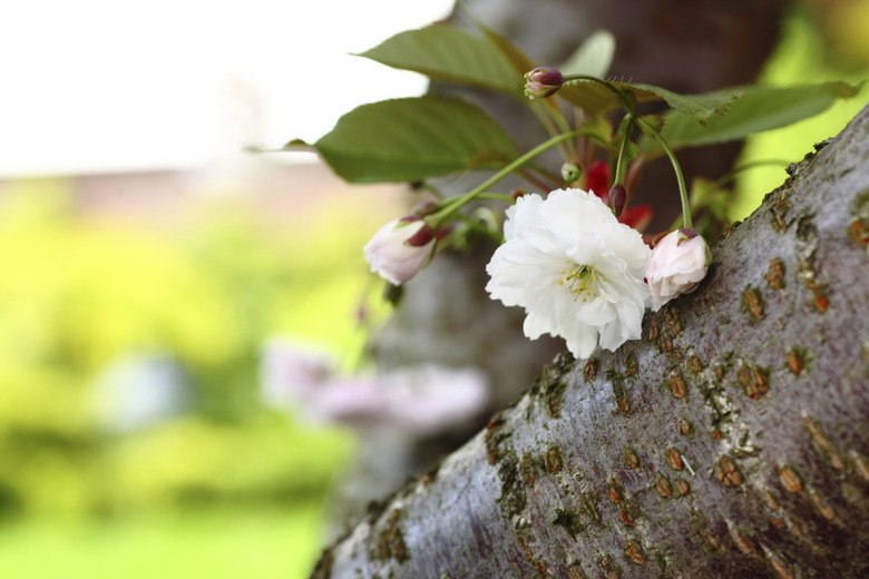 Cherry blossom