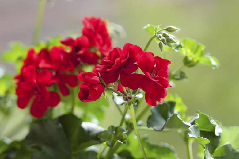 red geranium bloom