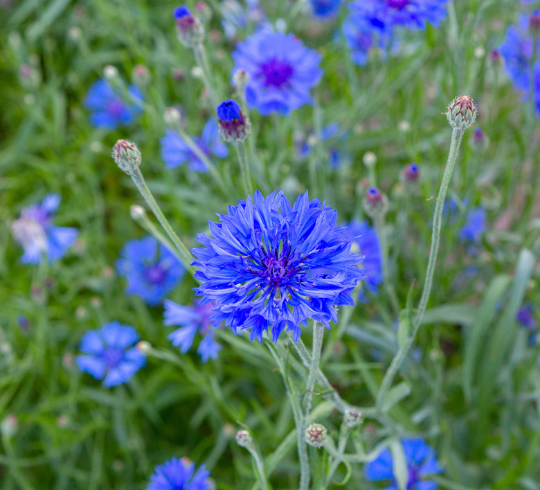 A close-up of a blue cornflower herb or bachelor button (Centaurea cyanus) flower.