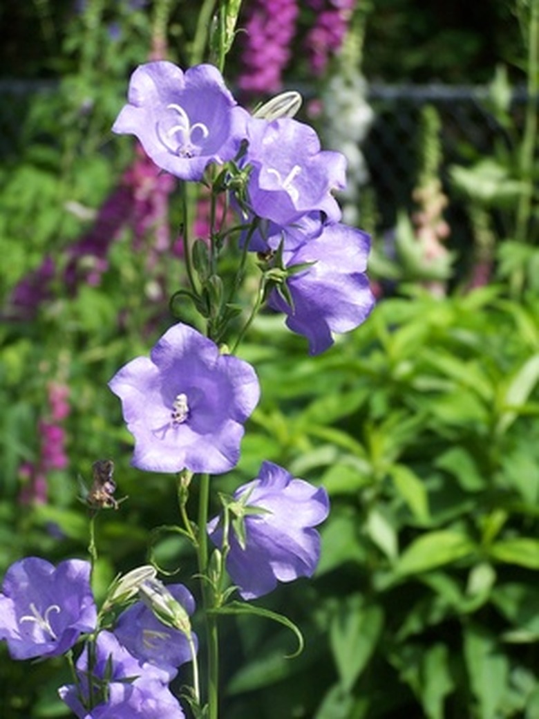 A tall stalk of balloon flowers (Platycodon grandiflorus) catch some sun.