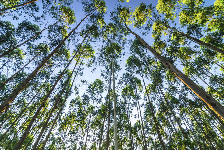 Eucalyptus forest