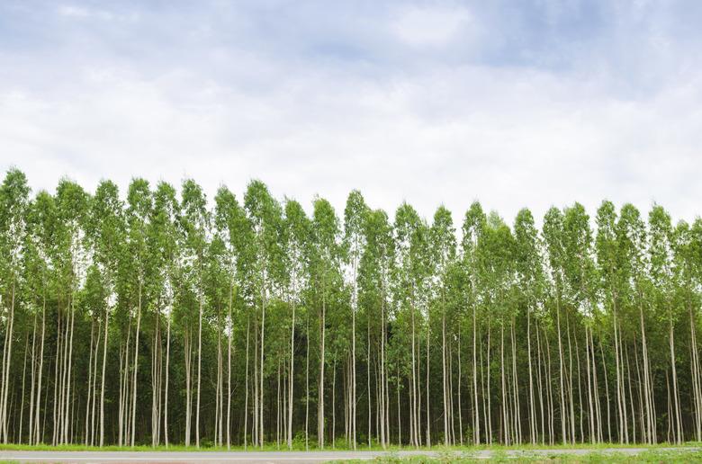 Eucalyptus forest in Thailand