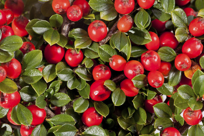 Cotoneaster with red fruits