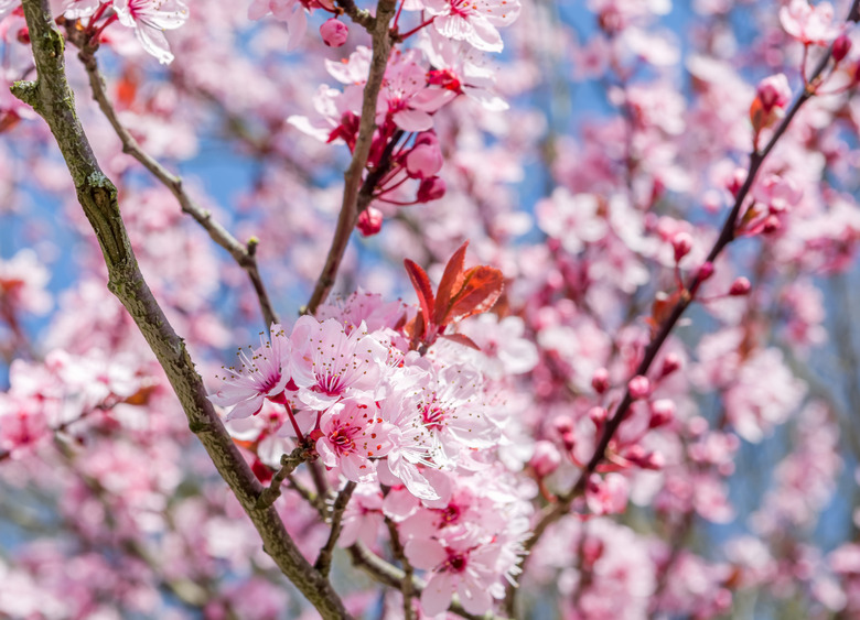 beautiful branch of cherry plum tree