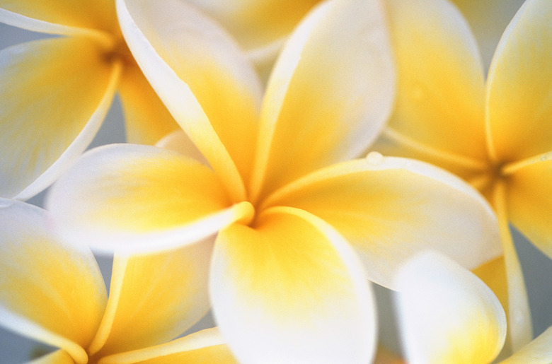 A close-up of some lovely yellow and white plumeria flowers.