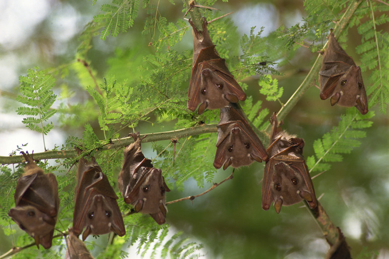 Fruit bats