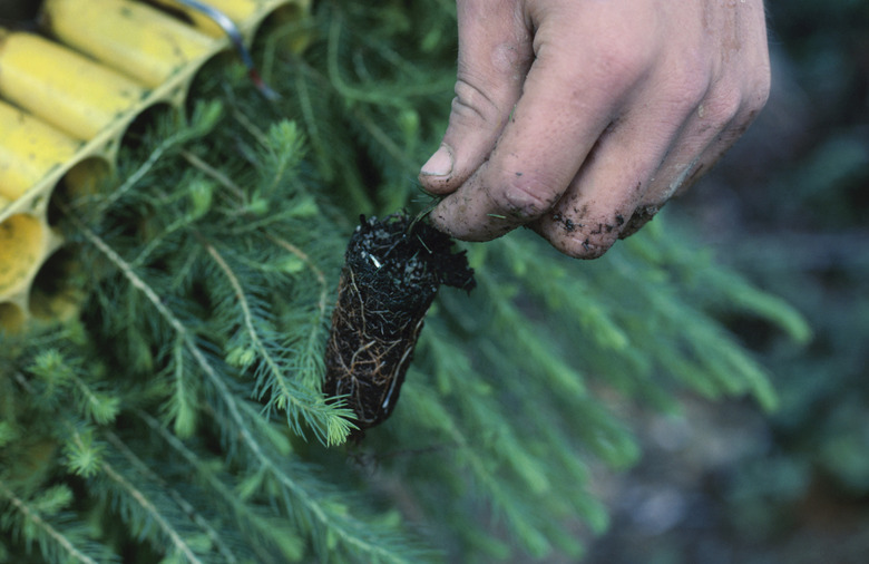 Person planting a tree