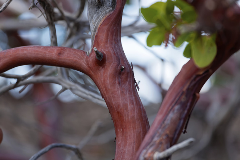 A close-up of the lovely bark of a manzanita tree.