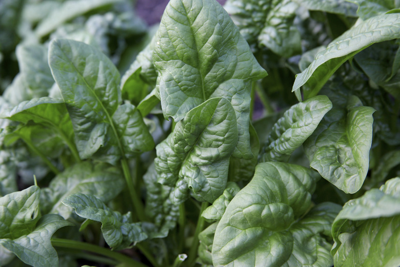 Close-up view of green spinach leaves growing in a garden.