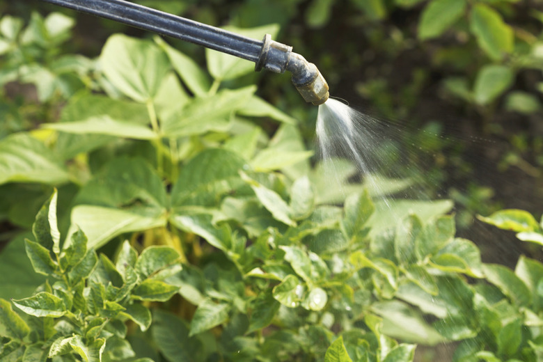 Plants being sprayed with pesticide