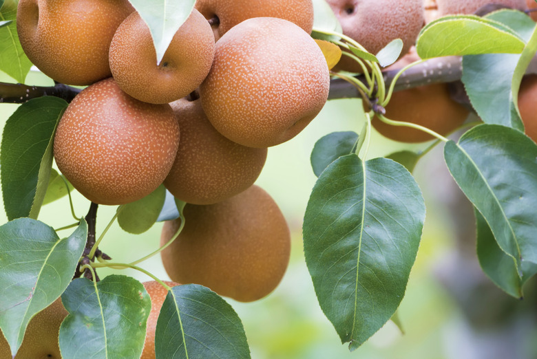 Asian pear tree with fruits