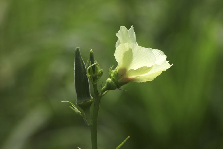 Okra plant with upright pod and flower.