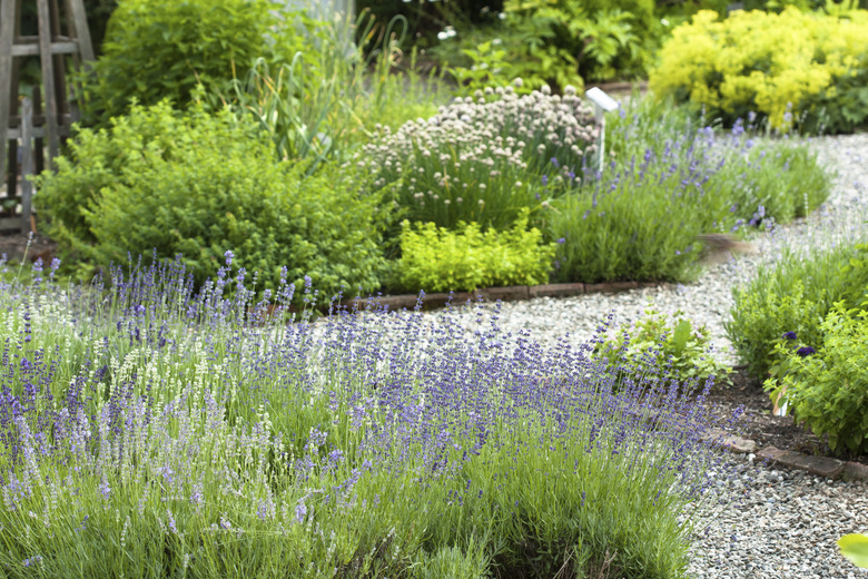 View of herb garden with gravel path and lavender.