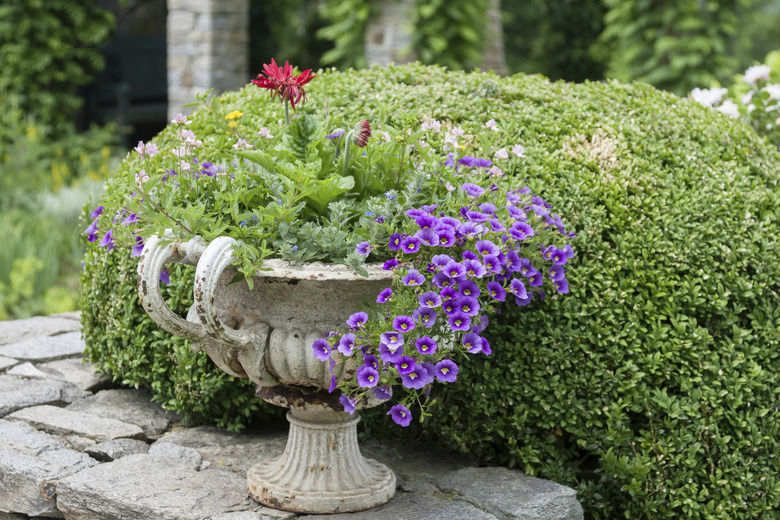 Calibrachoa, aka miniature petunias in an antique urn.