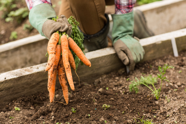 Man pulling carrots from the earth