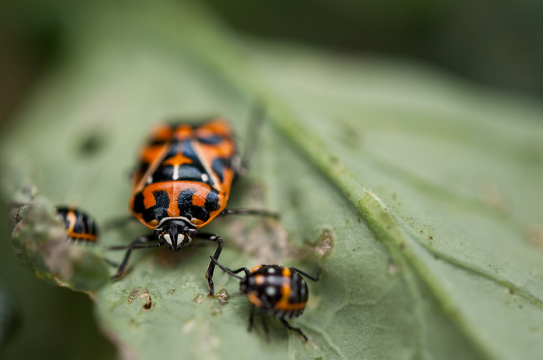 harlequin bugs