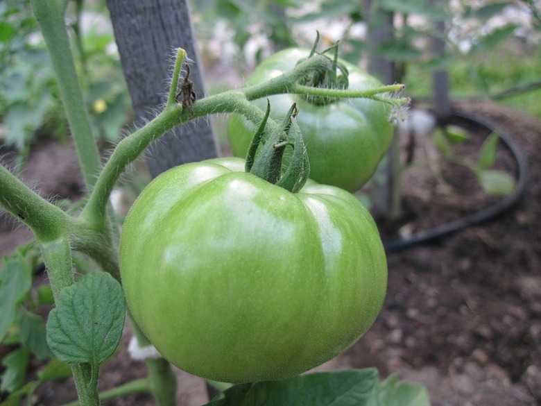 An unripened Celebrity tomato (Solanum lycopersicum 'Celebrity') fruit still growing on vine in Mason, New Hampshire.