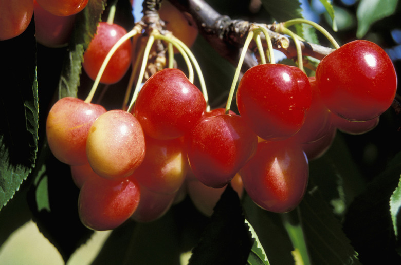 Close-up of cherries hanging on a branch