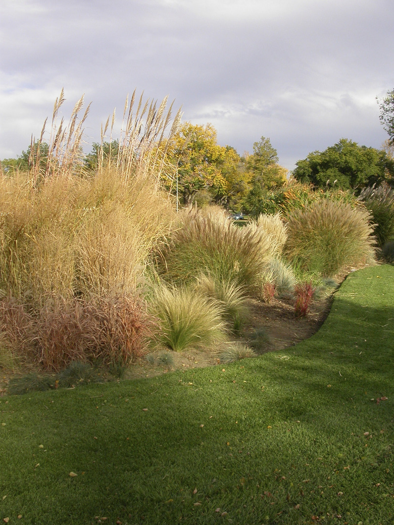 Landscaped Ornamental Grasses