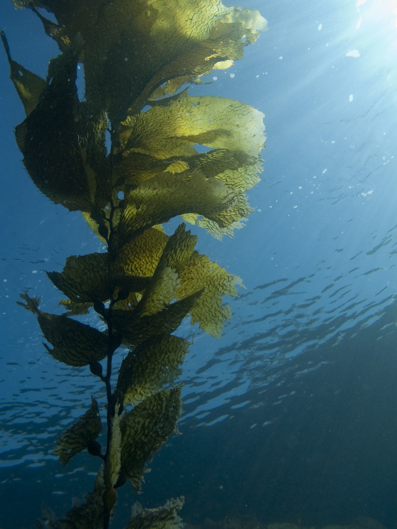 Kelp Frond