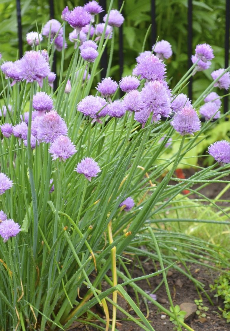 Allium schoenoprasum