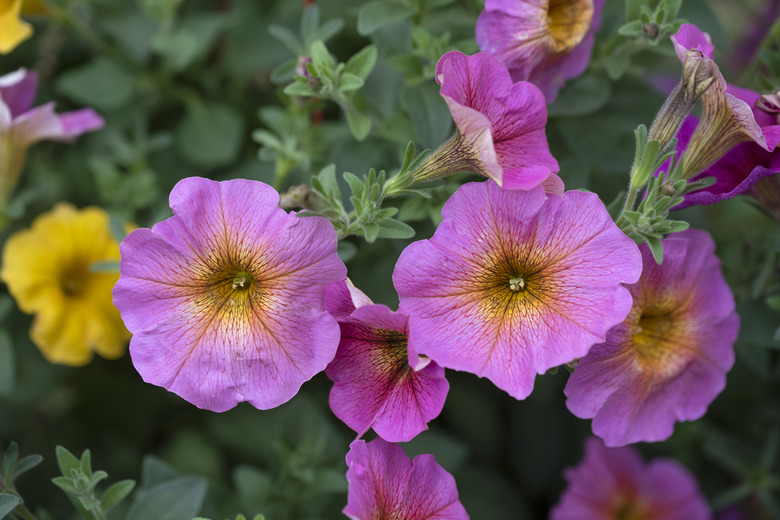 Pink petunia hybrida flowers with yellowish centers.