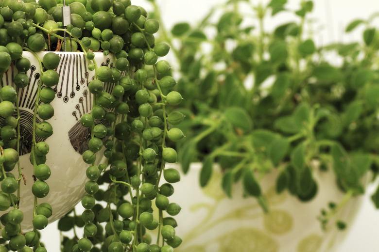 String of Pearls (Senecio rowleyanus) and Nodding Violet (Streptocarpus Caulescens) plants.