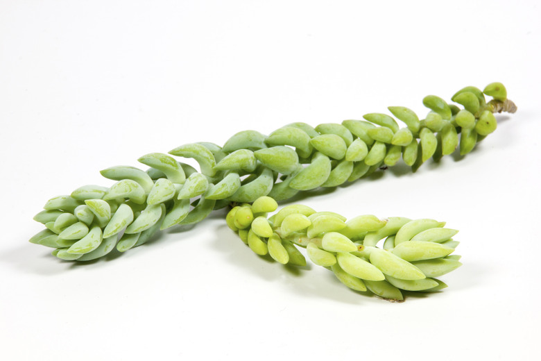 studio shot stems of succulent ldonkey tail plant