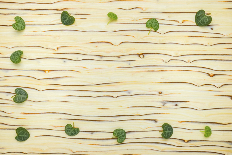 abstract leaves Ceropegia Woodii on wood texture (ice tree)