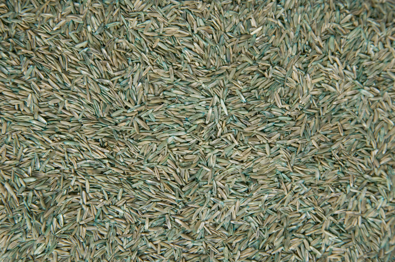 Grass seeds