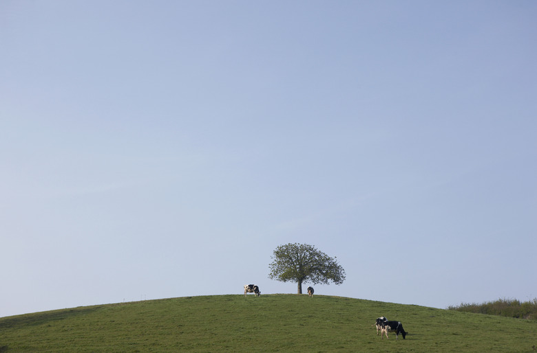 Cows in pasture