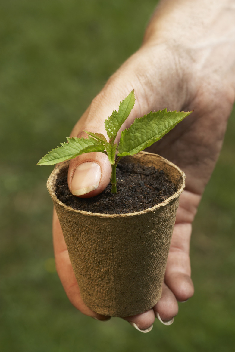 Woman holding seedling in flowerpot, close-up of hand