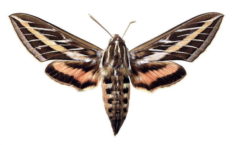 White-lined sphinx moth