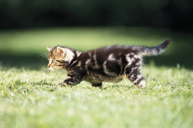 Cat walking on grass, side view