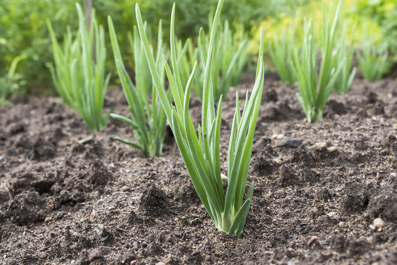 Close-up of onion plants in a garden