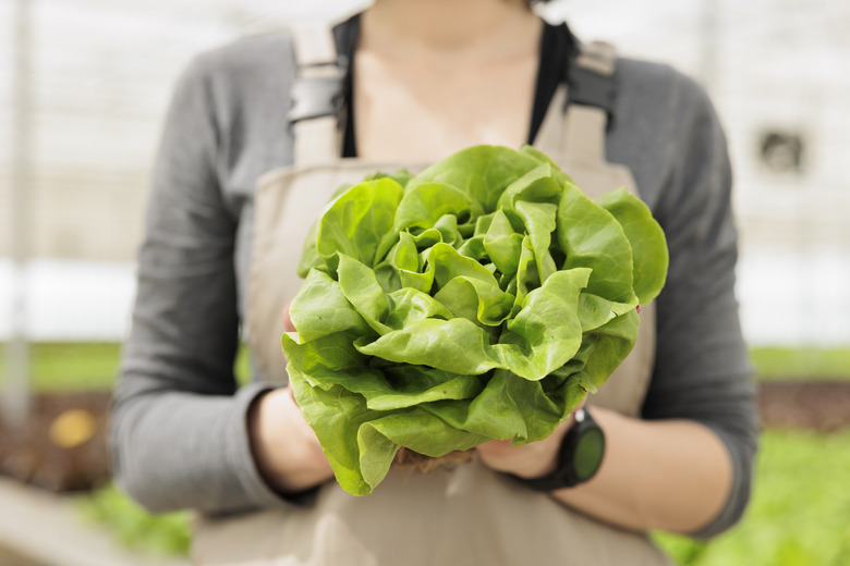 A close-up of a greenhouse worker's hands holding freshly harvested salad grown in a modern greenhouse