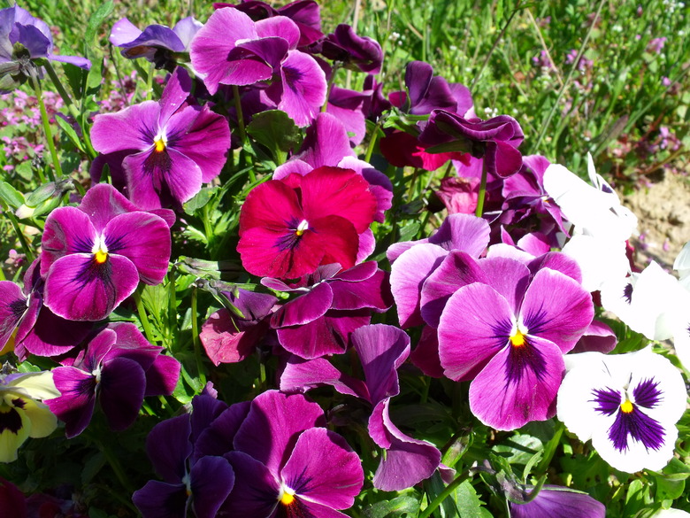 White, pink, red and magenta pansies (Viola × wittrockiana) growing together in a garden.