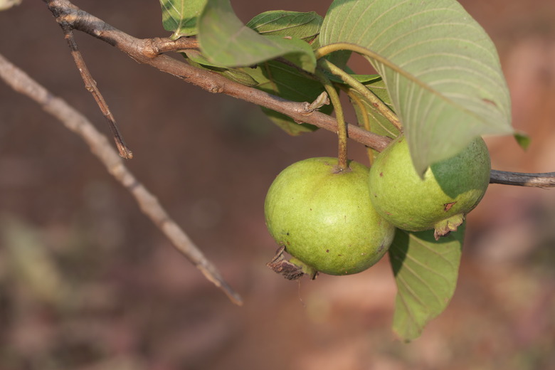 Two fruits still growing on a common guava (Psidium guajava) tree.